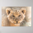Search for beautiful lion art Majestic