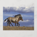Search for yearling Horse