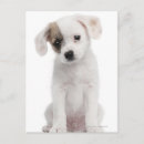 Search for breeding photography Small business