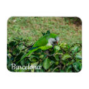 Search for monk parakeet Nature