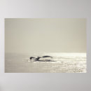 Search for humpback whale posters Black and white