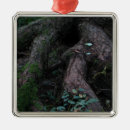 Search for pacific northwest christmas tree decorations Photography
