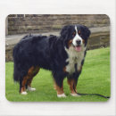 Search for bernese electronics Dogs