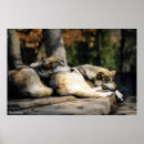 Search for grey wolves posters Dog