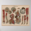Search for anatomical heart art Anatomy