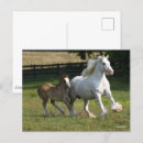 Search for gypsy vanners postcards Breed