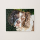 Search for english springer spaniel puzzles Pets