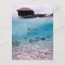 Search for fun greeting postcards Fish