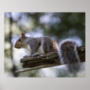 Search for wild forest animals posters Nature