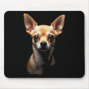 Search for black chihuahua Modern