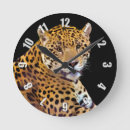 Search for panthers lover Spotted cats