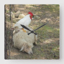 Search for funny chicken art Photography