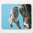 Search for owl mousepads Raptor