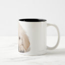 Search for golden retriever puppy mugs Domestic animals