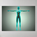 Search for arteries and veins posters Medical