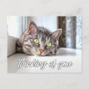 Search for thinking cat postcards Cats