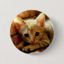 Search for kitten badges Cute