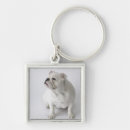 Search for white bulldog key rings Photography