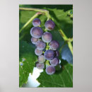 Search for grapevine posters Vines