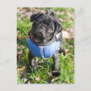 Search for headshot postcards Outdoors