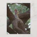 Search for yawn postcards Kenya