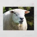 Search for rams postcards Animals
