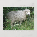 Search for white sheep postcards Funny