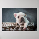 Search for bulldog posters Domestic animals