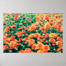 Search for chrysanthemum flower art Blossom