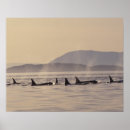 Search for orcas posters Wildlife