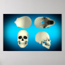 Search for eye socket 3d