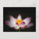 Search for pink om postcards Lotus