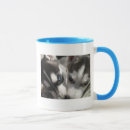 Search for husky puppies mugs Siberian