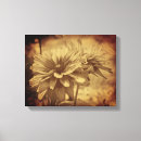 Search for black eyed susan Floral