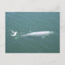 Search for whales postcards Landscape