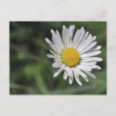 Search for bellis postcards Daisy