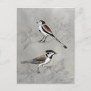 Search for perch postcards Domestic