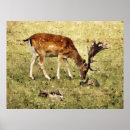 Search for fallow posters Animals