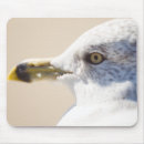 Search for young bird mousepads Nature