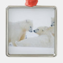 Search for polar bear christmas tree decorations Ice