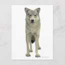 Search for wolf eyes postcards Animal