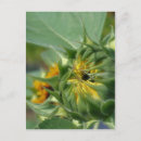 Search for macros postcards Petals