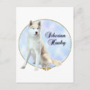 Search for siberian postcards Dog