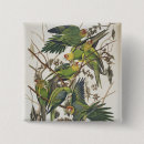 Search for parakeet badges Illustration
