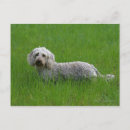 Search for wire haired dachshund postcards Bob and pam langrish