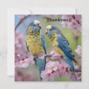 Search for budgie cards Blue
