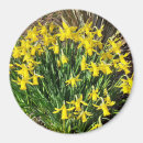 Search for spring daffodils magnets Yellow