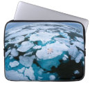 Search for polar bears electronics Ice