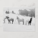 Search for horse ranch postcards Horses