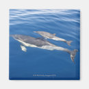 Search for common dolphin Wildlife